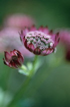 Astrantia, Masterwort, Astrantia major.