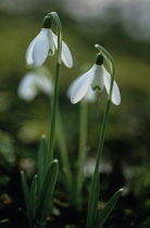 Snowdrop, Galanthus nivalis.