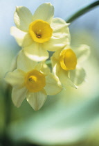 Narcissus.