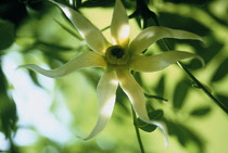 Ylang Ylang, Cananga odorata.