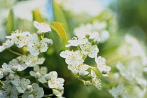 Pyracantha, Firethorn, Pyracantha.