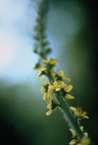 Agrimony, Agrimonia eupatoria.