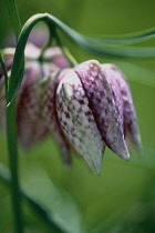 Fritillary, Snake's head fritillary, Fritillaria meleagris.