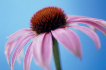 Echinacea, Purple coneflower, Echinacea purpurea.