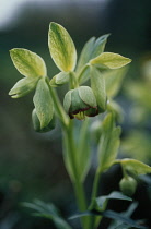 Hellebore, Stinking Hellebore, Helleborus foetidus.