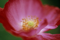 Poppy, Shirley poppy, Papaver rhoeas Shirley series.