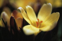 Crocus, Crocus chrysanthus.