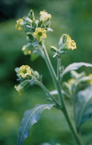 Tobacco Plant, Nicotiana rustica.