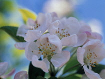 Apple, Malus domestica.