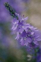 Veronica, Veronica gentianoides.