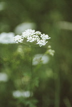 Hemlock, Conium maculatum.