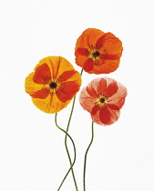 Poppy, Papaver nudicaule, Icelandic poppy, Papaver croceum.