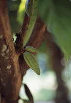 Cocoabean, Theobroma cacao.