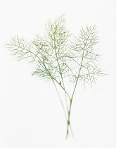 Dill, Anethum.