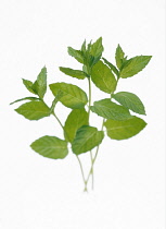 Mint, Spearmint, Mentha spicata.