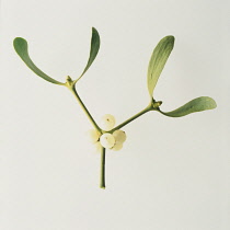 Mistletoe, Viscum album.