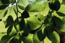 Beech, Fagus sylvatica.