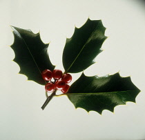 Holly, Ilex aquifolium.