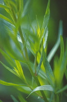 Tarragon, Artemisia dracunculus.