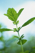 Lemon Balm, Melissa officinalis.