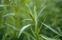 Tarragon, Artemisia dracunculus.