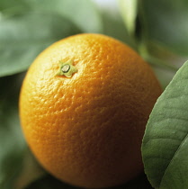 Orange, Citrus sinensis.