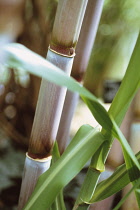 Sugarcane, Saccharum officinarum.