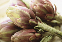 Artichoke, Cynara scolymus.