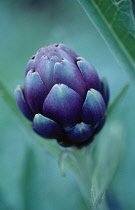 Artichoke, Cynara scolymus.