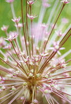 Allium, Allium schubertii.