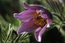 Pasque flower, Pulsatilla vulgaris.