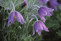 Pasque flower, Pulsatilla vulgaris.