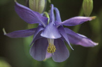 Aquilegia, Columbine, Aquilegia alpina.