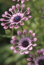 Osteospermum, Osteospermum 'Pink Whirls'.