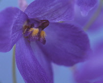 Delphinium.