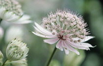 Astrantia, Masterwort, Astrantia major.