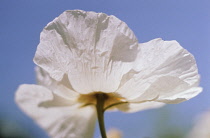 Poppy, Papaver.