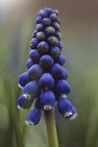 Grape Hyacinth, Muscari.