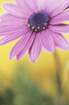 Osteospermum, Cape Daisy.