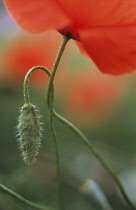 Poppy, Papaver rhoeas.