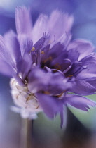 Bluecupidone, Catananche.