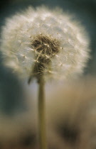 Dandelion clock, Taraxacum officinale.