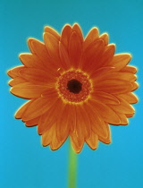 Gerbera.