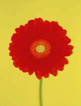 Gerbera.