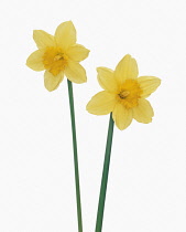 Daffodil, Narcissus.