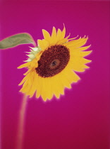 Sunflower, Helianthus annuus.