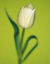 Tulip, Tulipa.