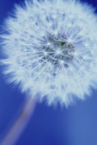 Dandelion clock, Taraxacum officinale.