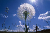 Dandelion clock, Taraxacum officinale.