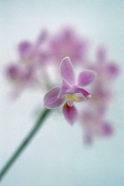 Orchid, Moth orchid, Phalaenopsis.